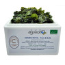 Organic Fresh Salted Kombu Royal Seaweed