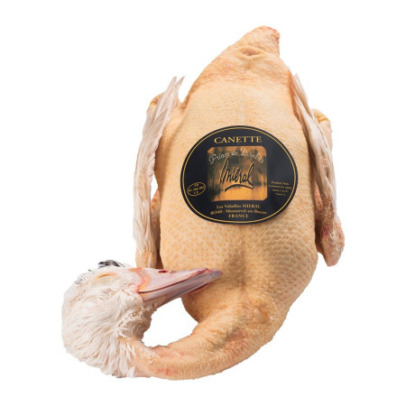 Mieral Barbary Prince de Dombes Female Duck