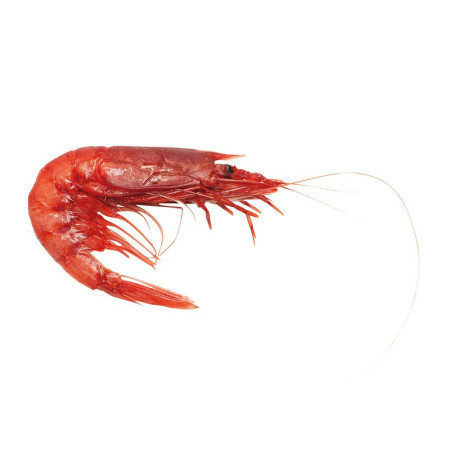 Rosso Di Mazara Frozen Gambero Rosso Wild Red Prawns M
