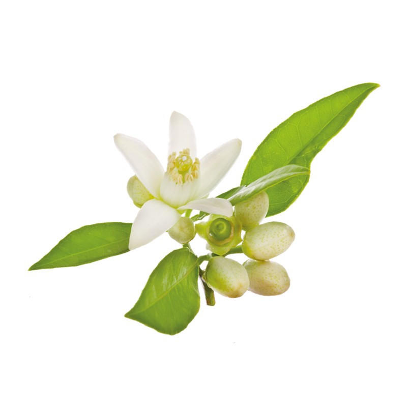 Vanilla Pod