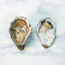 Gillardeau Speciales Rock Oysters N.3
