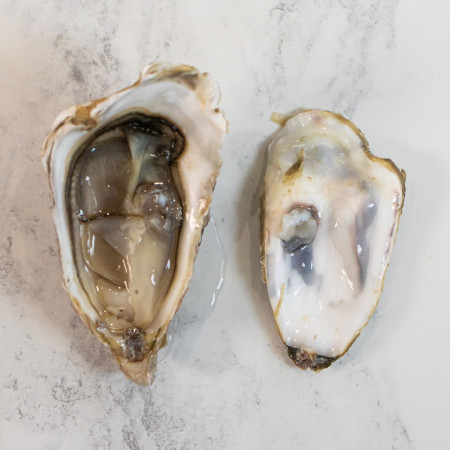 Maldon Rock Oysters