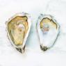 Green Fine De Claire Marennes Oleron Oyster