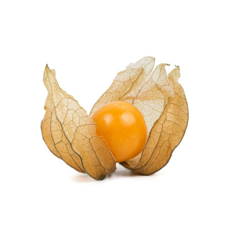 Physalis