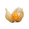 Physalis