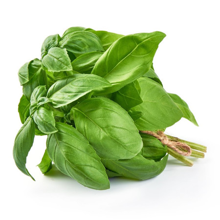 Basil