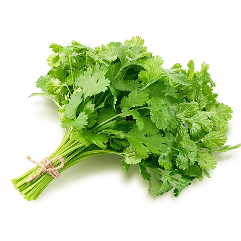 Coriander