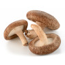 Shiitake Mushrooms