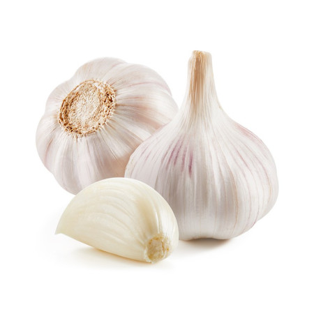 Garlic