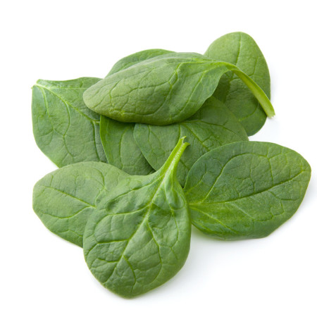Large Leaf Spinach