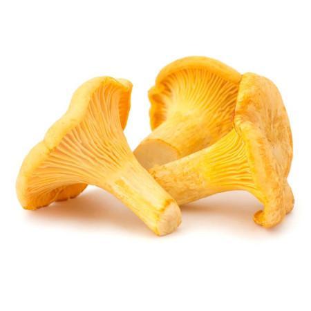 Yellow Chanterelle Mushrooms