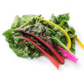 Rainbow Chard