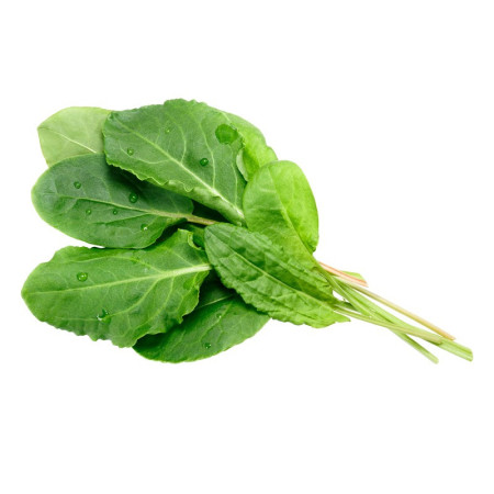 Sorrel