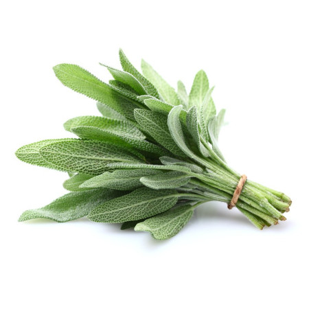 Sage