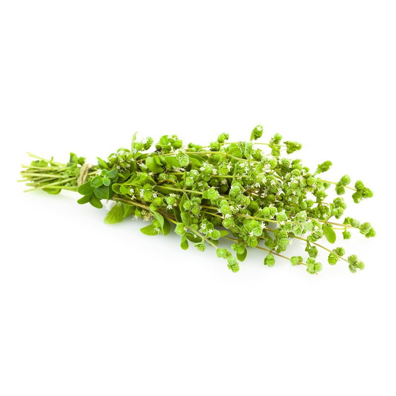 Oregano