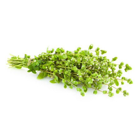 Oregano