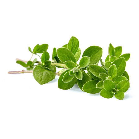 Marjoram