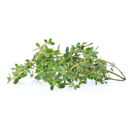 Lemon Thyme
