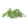 Lemon Thyme