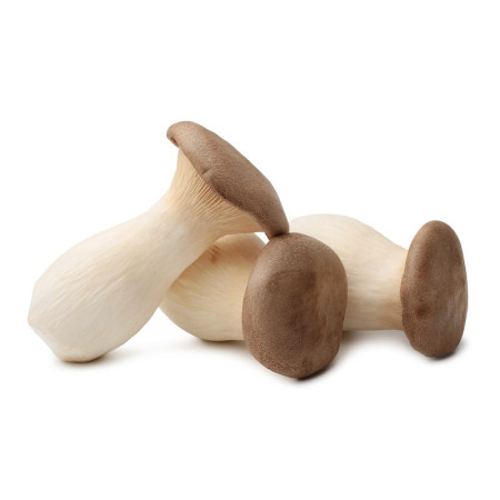 King Oyster Mushrooms