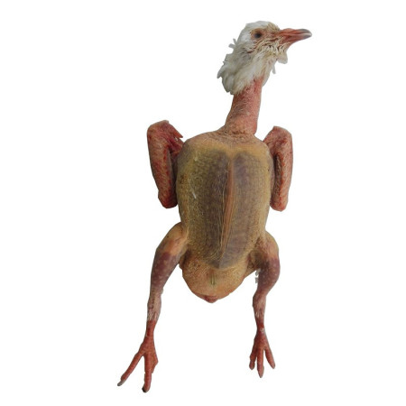 Whole French Squab Pigeon