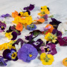 Viola Flowers