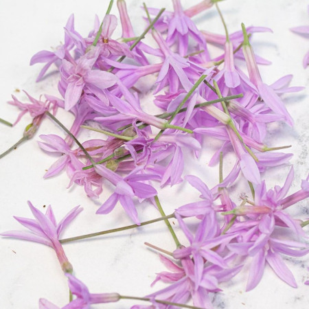 Pink Garlic Flowers