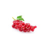 Redcurrants