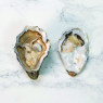 Gillardeau Speciales Rock Oysters N.3
