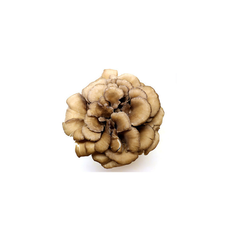 Hen Of The Wood Mushrooms