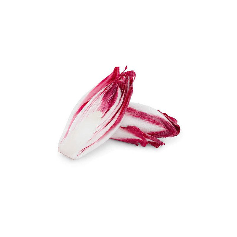 Red Chicory
