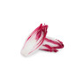 Red Chicory