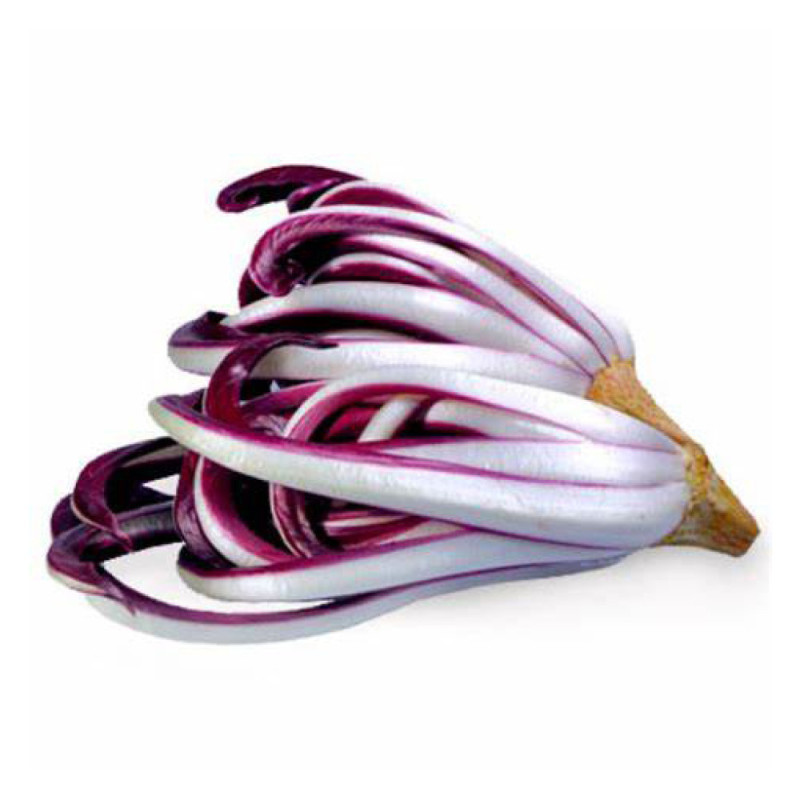 Wild Trevise (Tardivo)