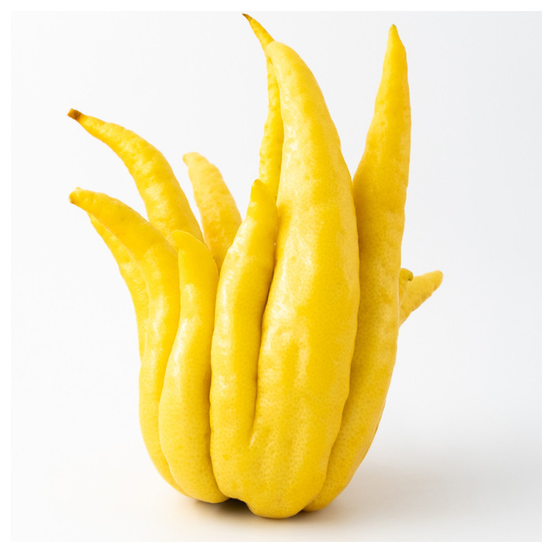 Buddha Hand