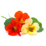 Nasturtium Flowers