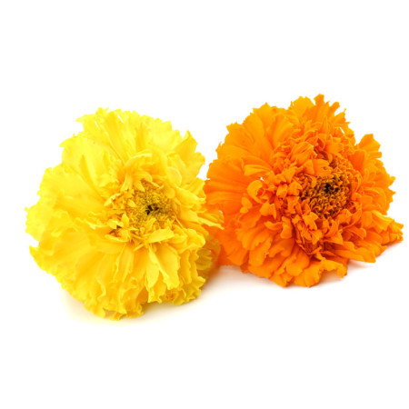 Tagetes Flowers
