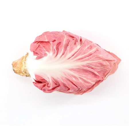 Pink Radicchio