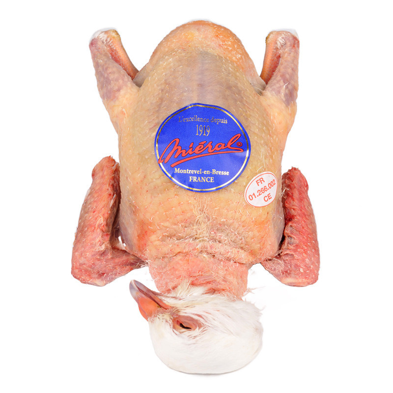 """Excellence"" Squab Pigeon "