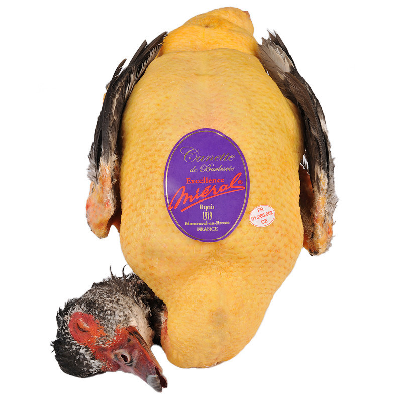 Mieral Excellence Female Barbary Duck