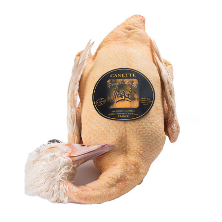 Mieral Prince de Dombes Barbary Female Duck