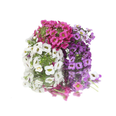 Mixed Alyssum Flowers