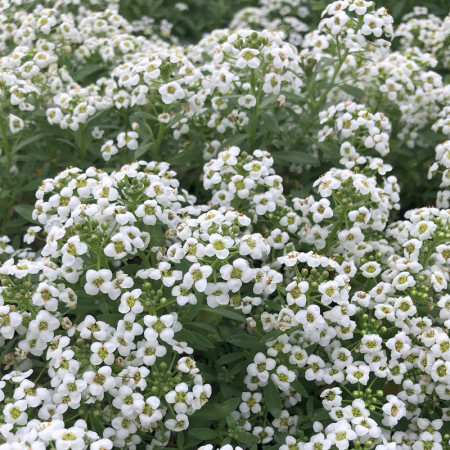 White Alyssum Flowers
