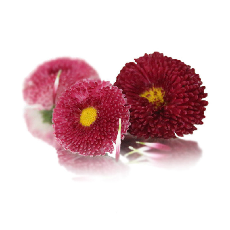 Daisy Flowers