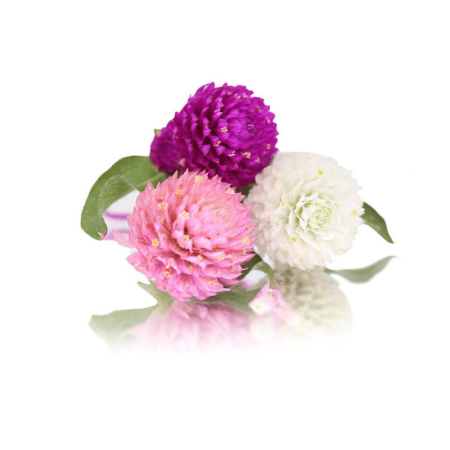 Amaranth Pom Pom Flowers