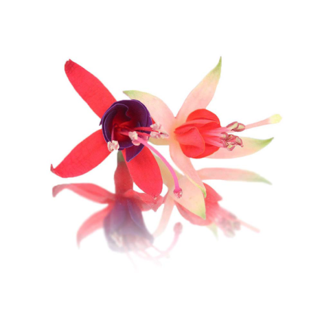 Fuchsia Flowers