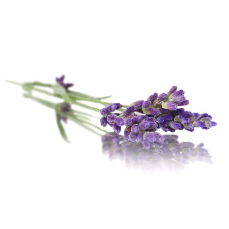 Lavender Flowers
