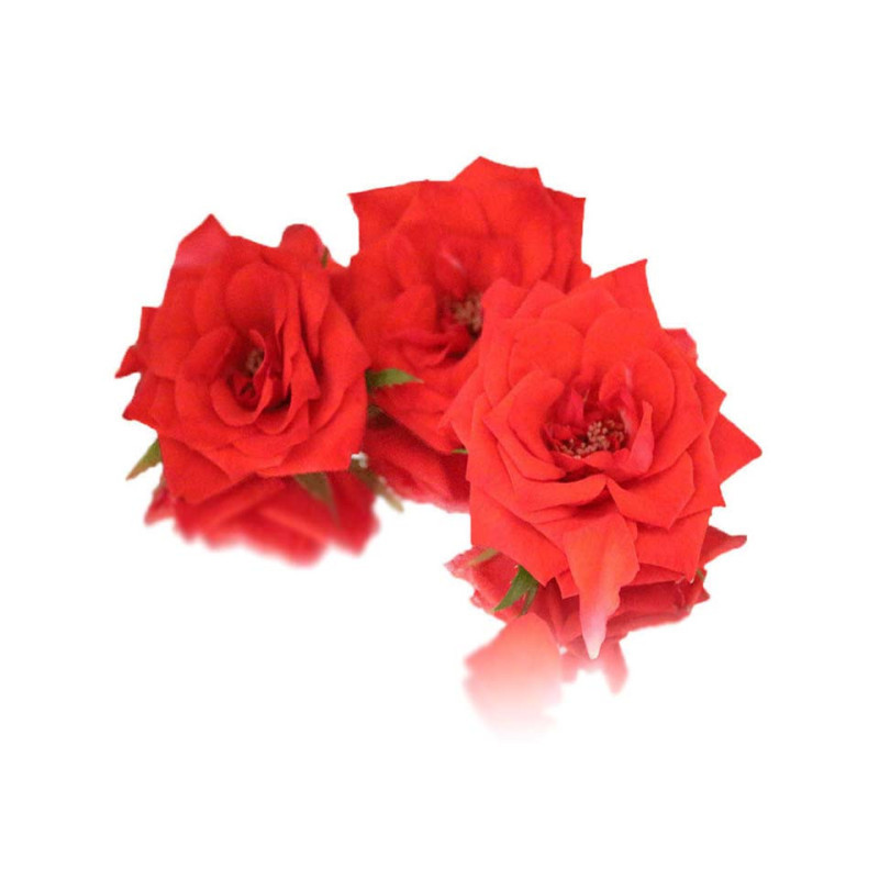 Rose Flowers
