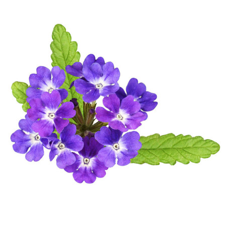 Verbena Flowers