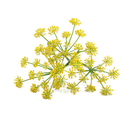 Fennel Flowers