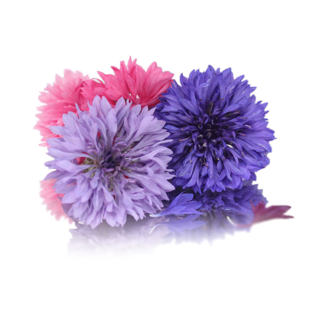 Cornflowers